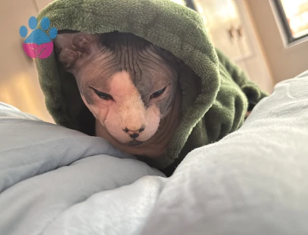 Kedimizi eşleştirmek istiyoruz çiftleşme geçmişi var tecrübeli