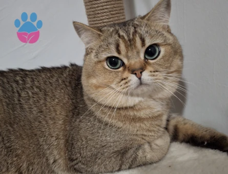 Scottish Straight TOJA 'mıza eş arıyoruz