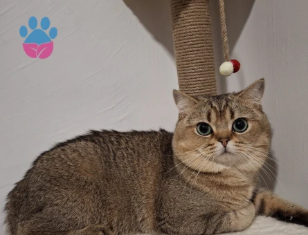 Scottish Straight TOJA 'mıza eş arıyoruz