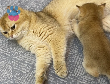 Golden Ny11 Kedim Eş Arıyor