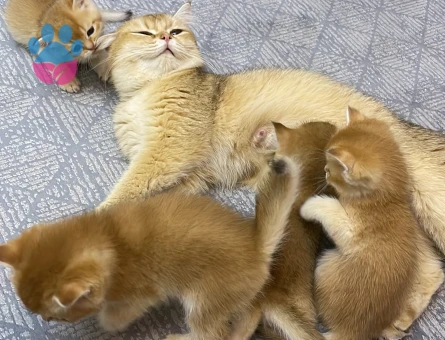 Golden Ny11 Kedim Eş Arıyor