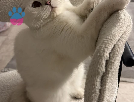 Scotish Fold Kedime Eş Arıyorum