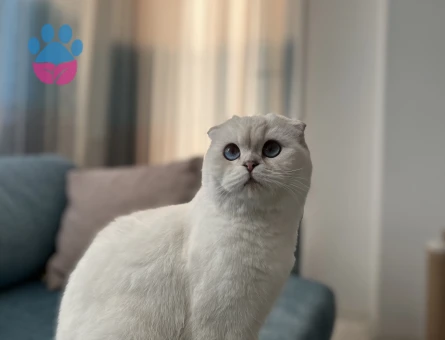 Scotish Fold Kedime Eş Arıyorum