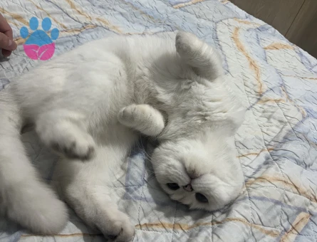 Scotish Fold Kedime Eş Arıyorum