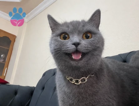 British Shorthair Dişi Kedi Kızgınlıkta