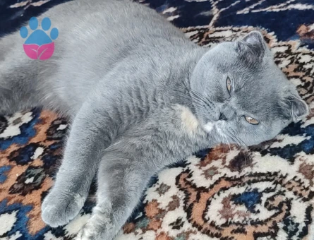 British Shorthair 1 Yaşında Eş Arıyor
