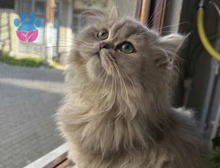 british longhair - shorthair dişi eş arama