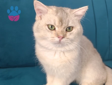 Oğlumuza eş arıyoruz