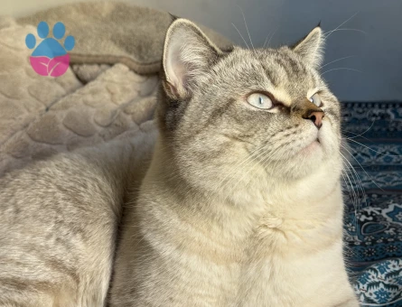 15 aylık British Shorthair Erkek