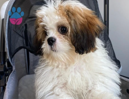 OĞLUMA BİR EŞ ARIYORUM