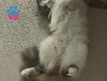 1 yaşında dişi kırma kedi (Mia)