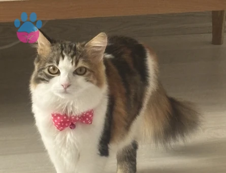 1 yaşında dişi kırma kedi (Mia)