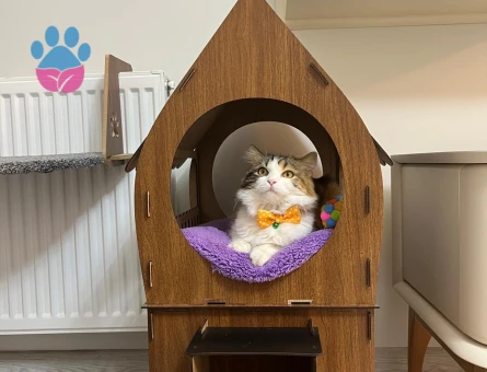 1 yaşında dişi kırma kedi (Mia)