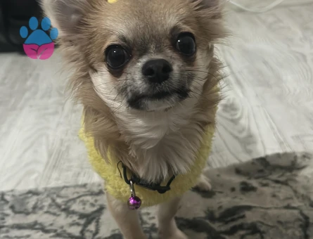 Chihuahua Dişi eş arıyoruz