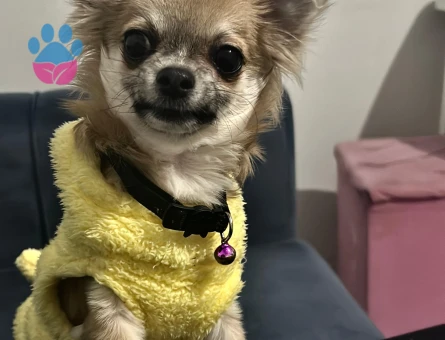 Chihuahua Dişi eş arıyoruz