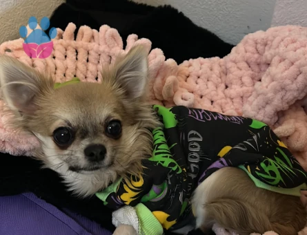 Chihuahua Dişi eş arıyoruz