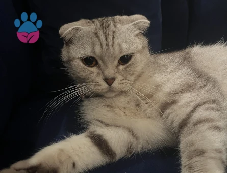 2 Yaşında Dişi Kedime Eş Arıyorum