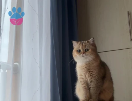 british shorthair dişi kedime damat adayı arıyorumm!