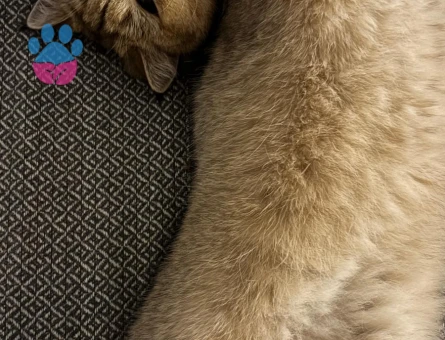 british shorthair dişi kedime damat adayı arıyorumm!