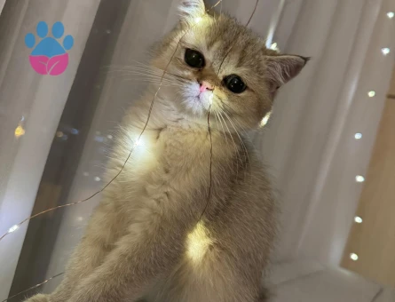 british shorthair dişi kedime damat adayı arıyorumm!