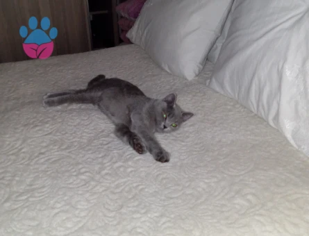 Oğluma eş arıyorum