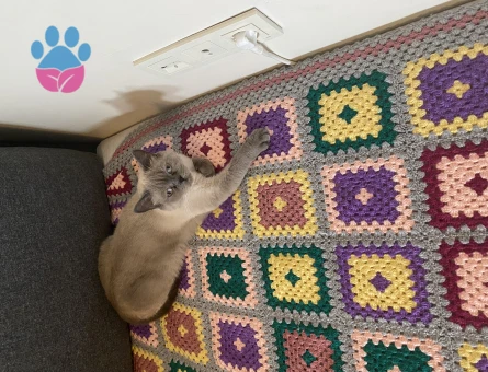 British Shorthair Bluepoint Kızım Eş Arıyor