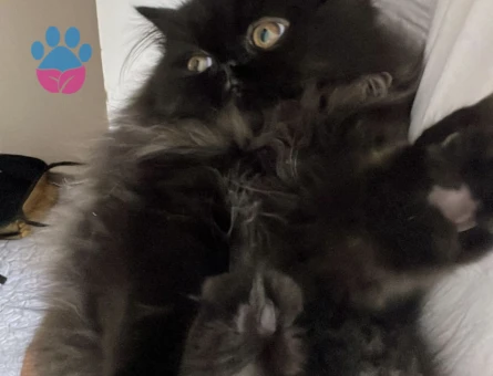 İran Kedisi 1 Yaşında Erkek Kızgınlıkta