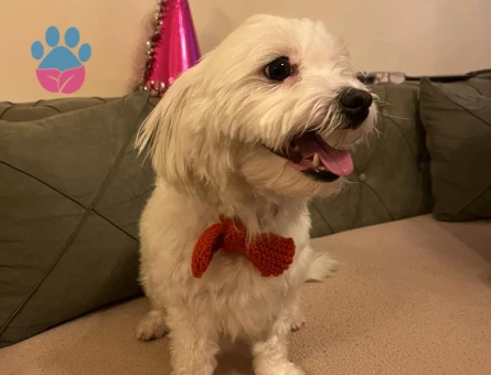 Maltese Terrier 1 Yaşında Eş Arıyor