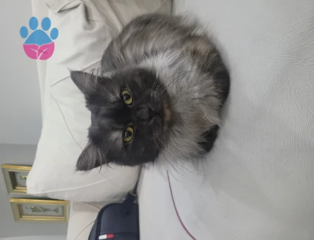 Chinchilla 1 Yaşında Kedime Eş Arıyorum