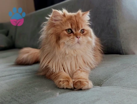 British Shorthair 1 Yaşında Carlos Eş Arıyor