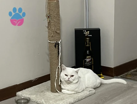 Kedime eş arıyorum