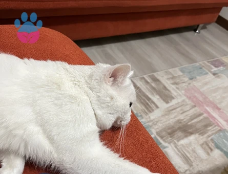 Kedime eş arıyorum