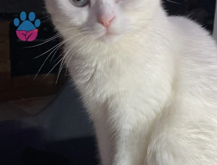 Erkek Scottish eş aranıyor