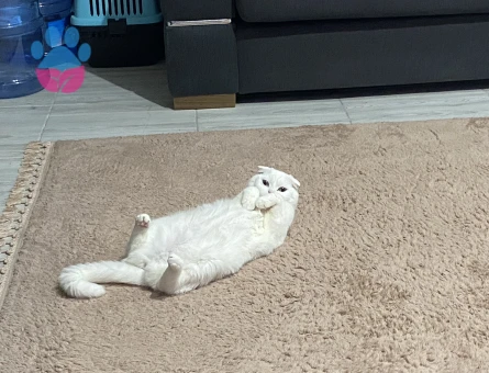 Erkek Scottish eş aranıyor