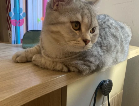 british shorthair dik kulak ogluma es ariyorum