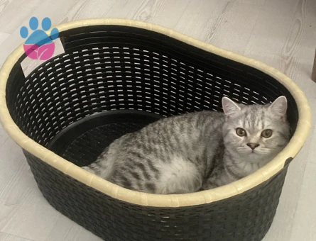 british shorthair dik kulak ogluma es ariyorum