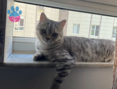 british shorthair dik kulak ogluma es ariyorum