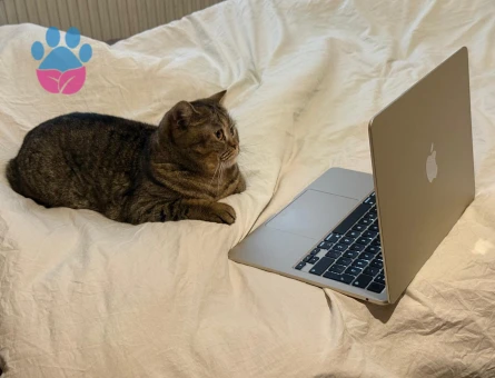 Erkek Kedi Arıyorum