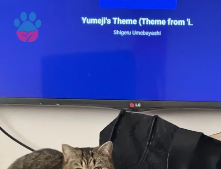 Erkek Kedi Arıyorum