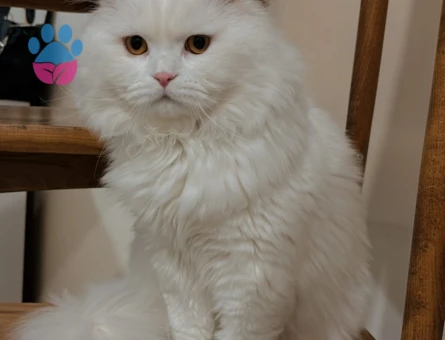 Dişi kedi aranıyor