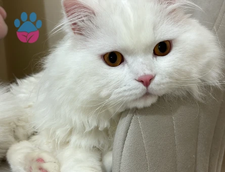 Dişi kedi aranıyor