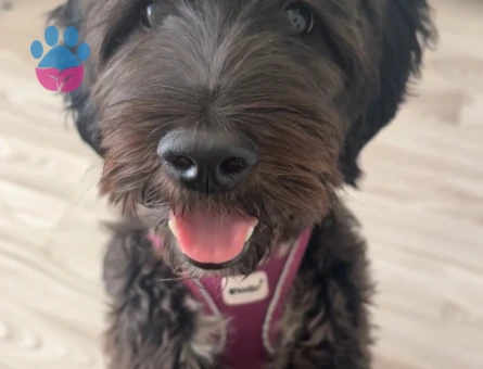 dişi maltese terrier köpeğim için erkek eş arıyorum