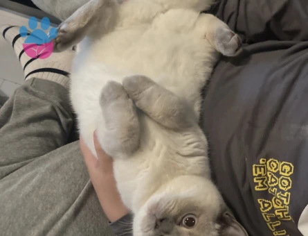 Kızım pandoraya eş arıyorum