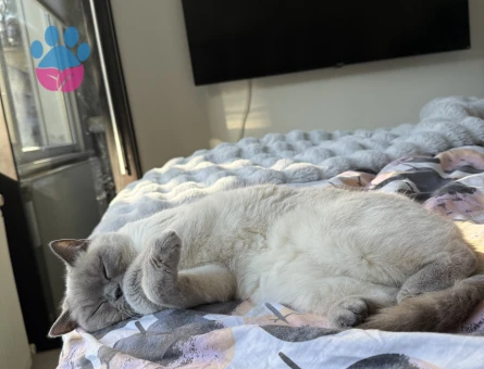 Kızım pandoraya eş arıyorum