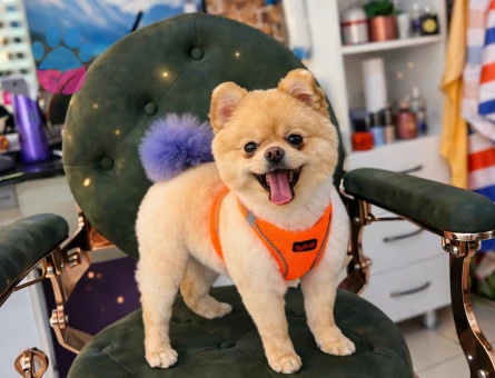 Pomeranian Boo dişi için uygun erkek aranıyor (Eskişehir)
