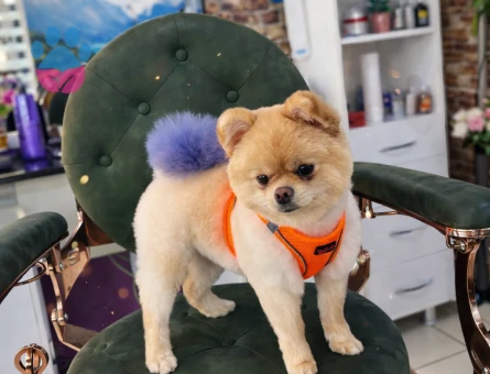 Pomeranian Boo dişi için uygun erkek aranıyor (Eskişehir)
