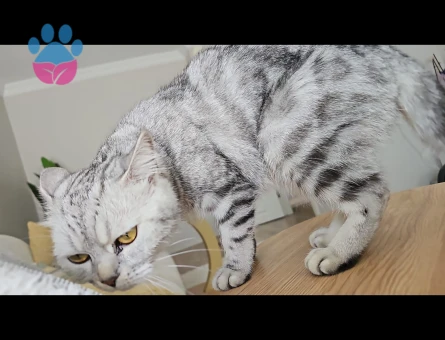 British kedim içim eş arıyoruz