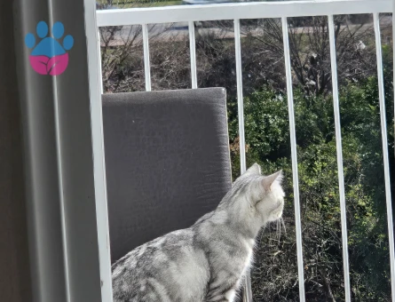 British kedim içim eş arıyoruz