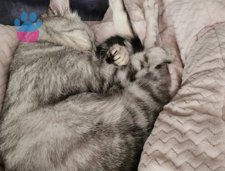 British kedim içim eş arıyoruz