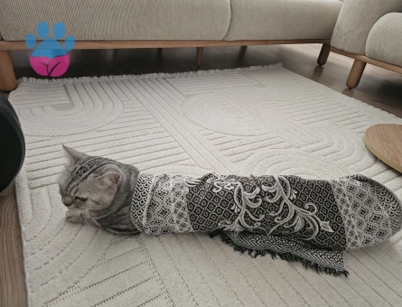 British kedim içim eş arıyoruz